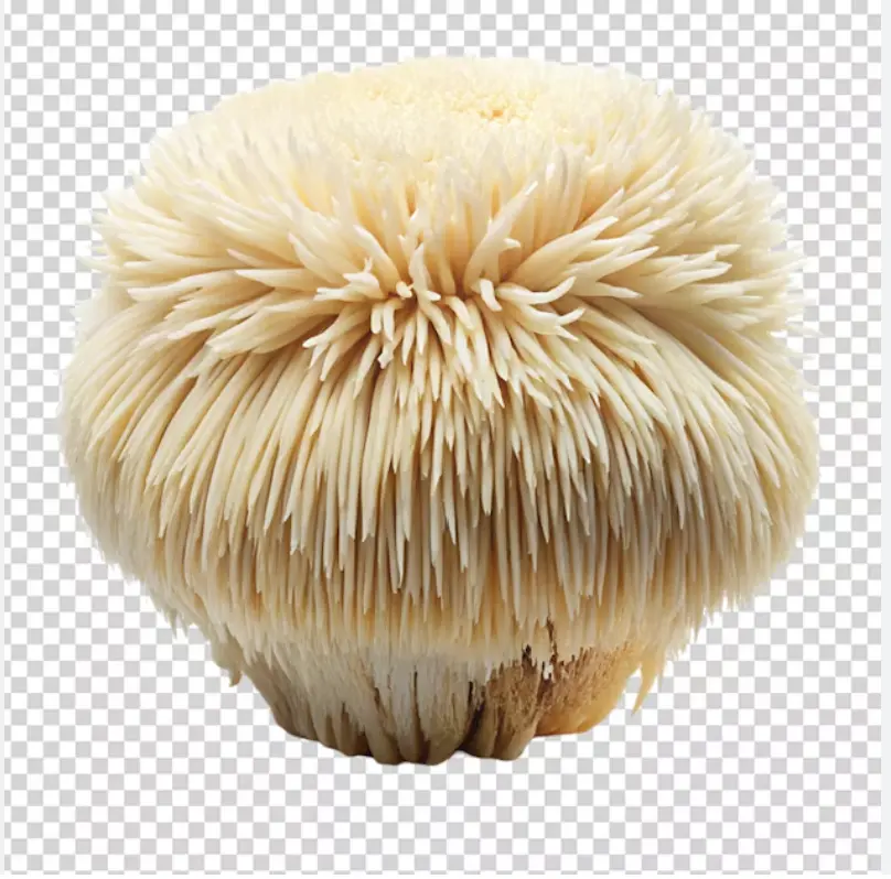 Lion's Mane