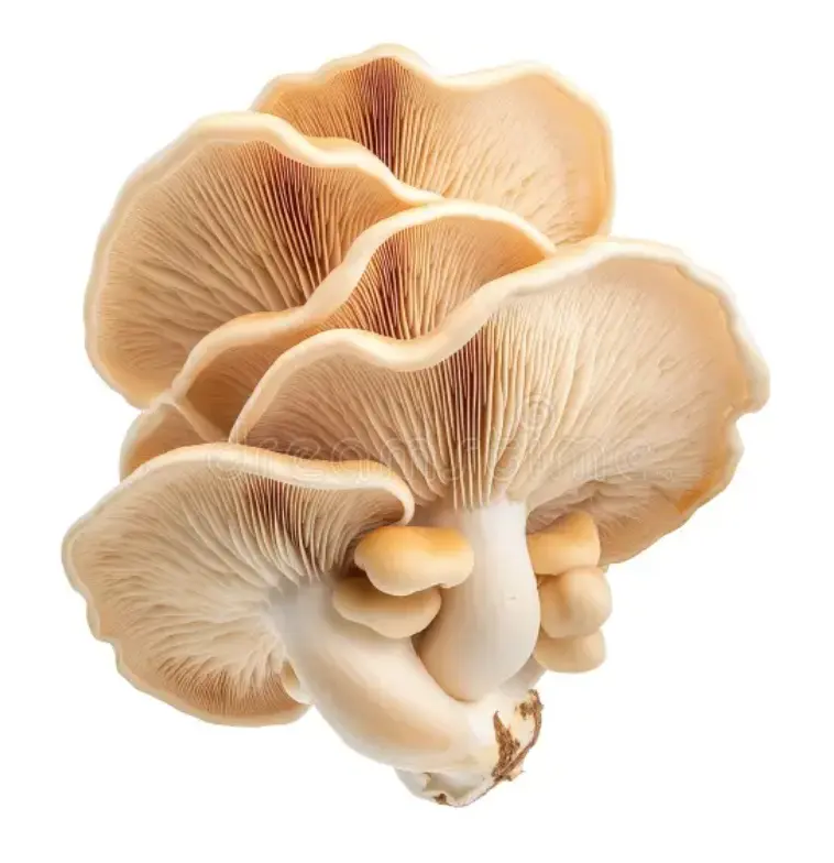 Maitake (Hen of the Woods)