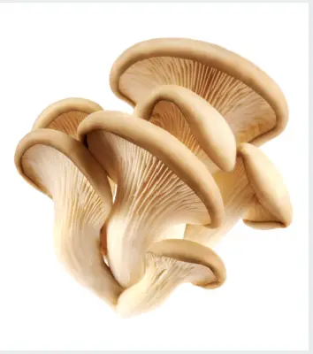 Oyster Mushrooms