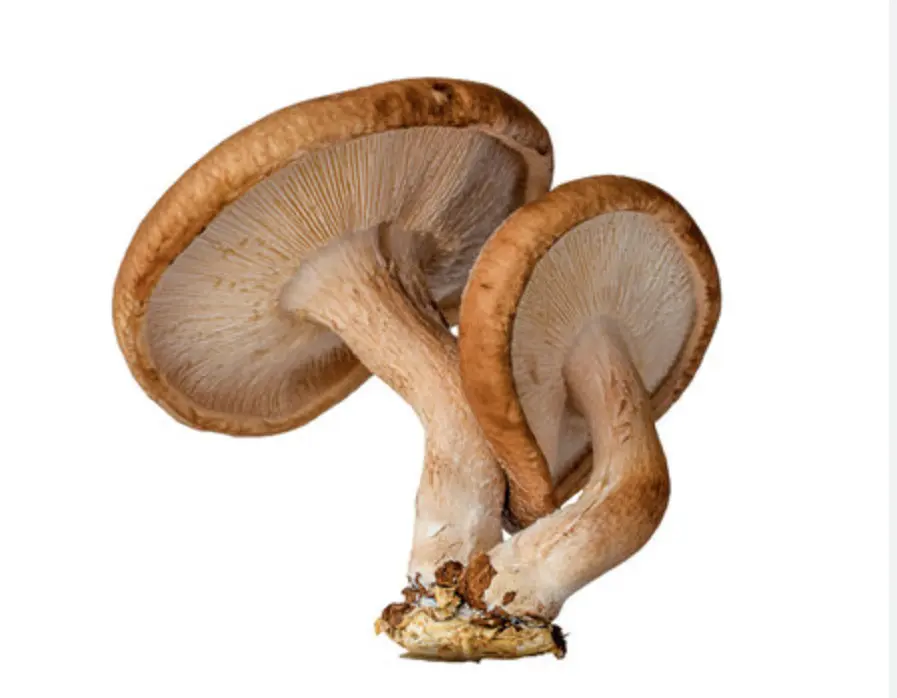 Shiitake